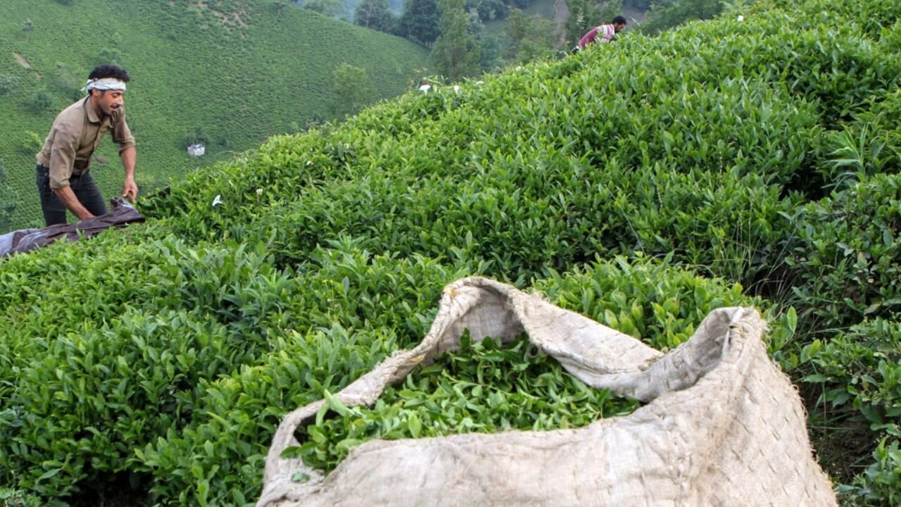 سقف ارزی انواع چای وارداتی اعلام شد